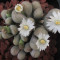 White Rabbit - Plant